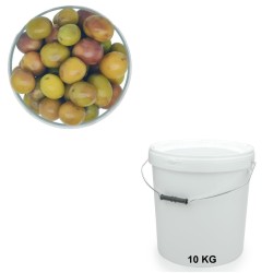 Grossanes olives, wholesale sale in buckets of 10 kg