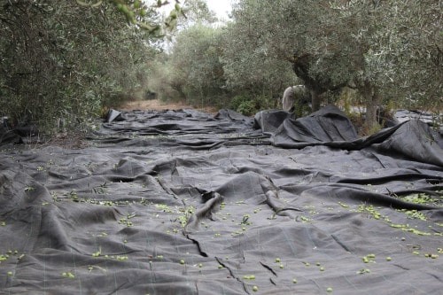 Cueillette olives Baux de Provence