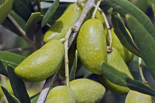 Olives Lucques du Languedoc