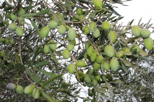 Olives des Baux de Provence