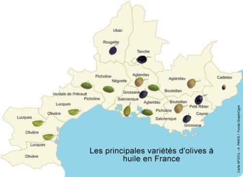 Olives de France à huile