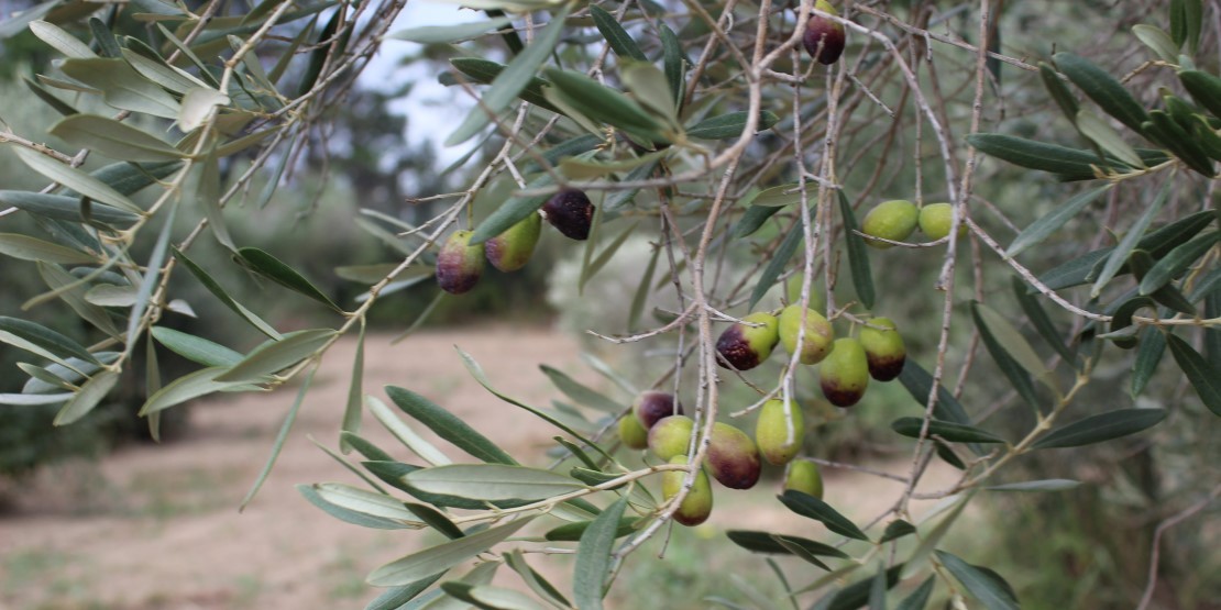 Les Délices de l'Olivier, confiseur d'olives des Alpilles. Les Délices de l'Olivier