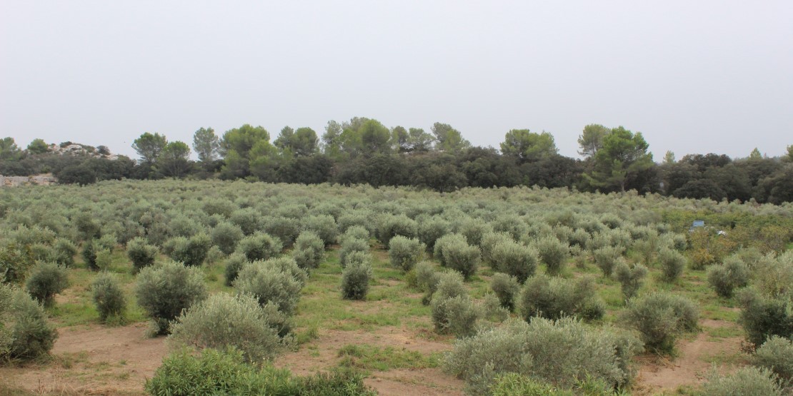 Huile d'olive des Alpilles Cuvée Gabin 2023 Les Délices de l'Olivier