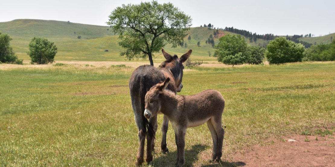 Organic Donkey Milk Wellness Products Les Délices de l'Olivier