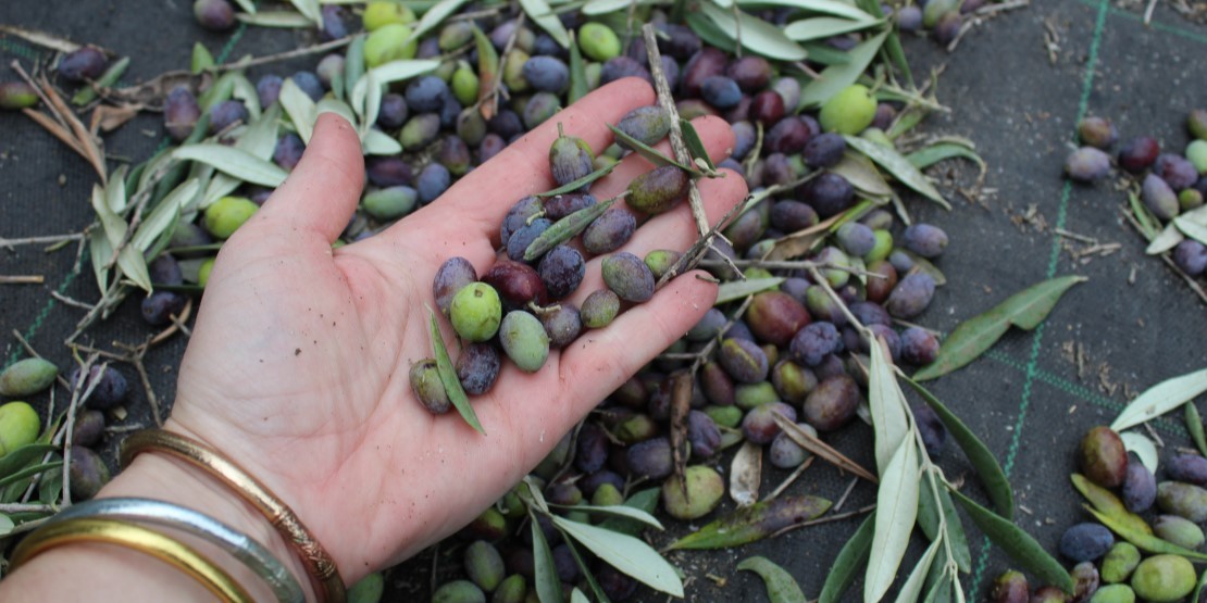 9 olives de Provence à découvrir Les Délices de l'Olivier