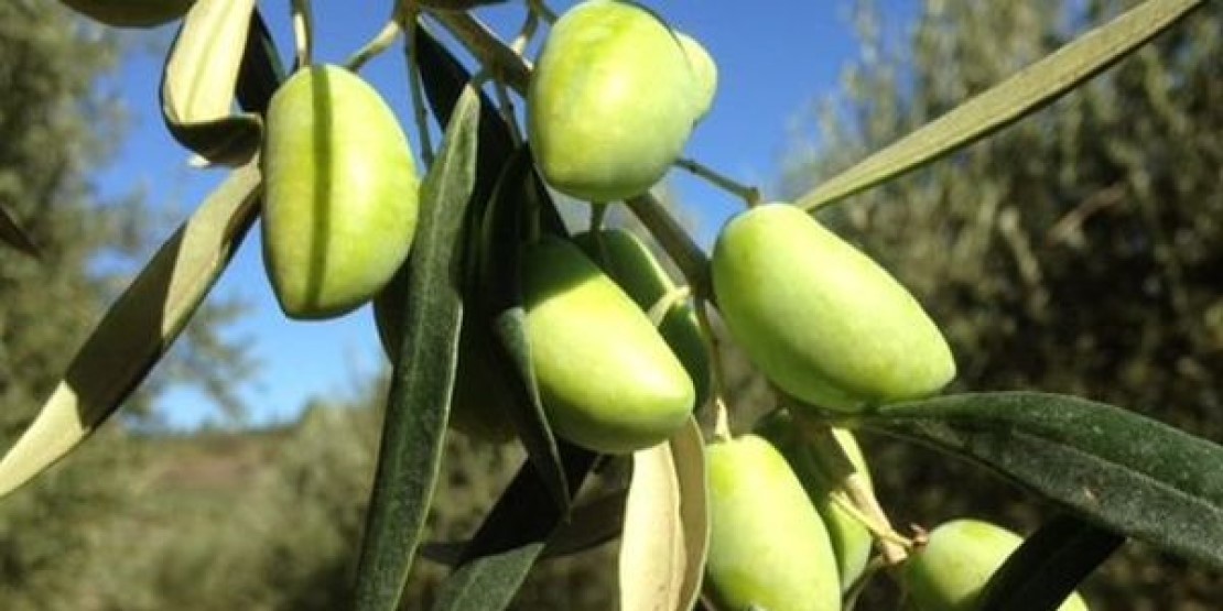 Everything you need to know about Lucques olives! Les Délices de l'Olivier