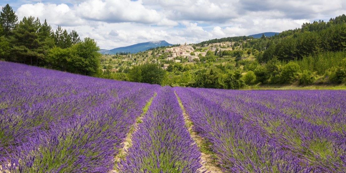 Lavender, Essence of Provence Les Délices de l'Olivier