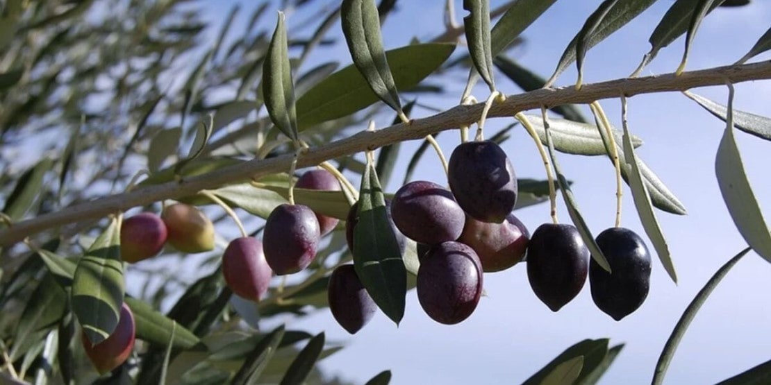 L'olive Tanche de Nyons