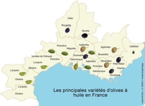 Les variétés d'olives de France