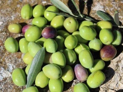 Olives Aglandau Provence Alpilles