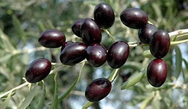 Olive Empeltre